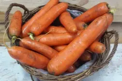 Carottes